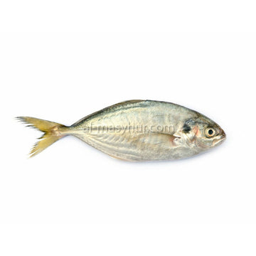 F17 - Yellow Tail Scad 1kg* (Ikan Selar Hijau) (5-6 fish/kg*)