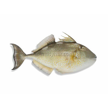 F39 - Starry Triggerfish 1kg* (Ikan Ayam Ayam) (1-2 fish/kg*)