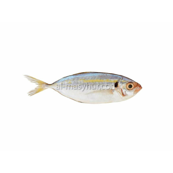 F13 - Yellowstripe Scad 1kg* (Ikan Selar Kuning) (10-12 fish/kg*)