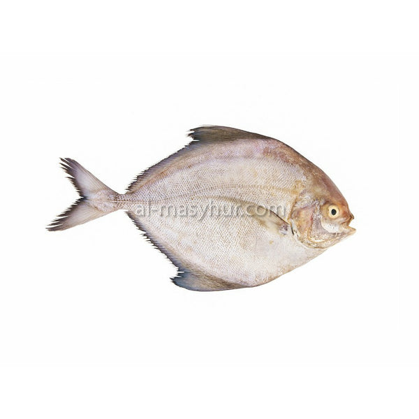 F11 - Black Pomfret 1kg* (Bawal Hitam) (2-3 fish/kg*)