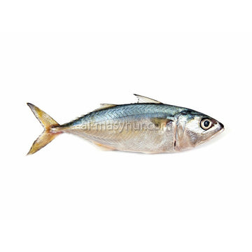 F14 - Indian Mackerel 1kg* (Ikan Kembung) (5-6 fish/kg*)