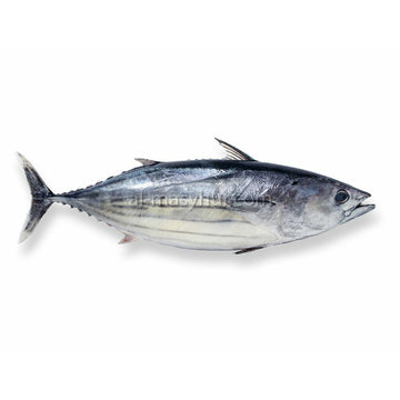 F10- Skipjack Tuna 1.2kg* (Ikan Tongkol)