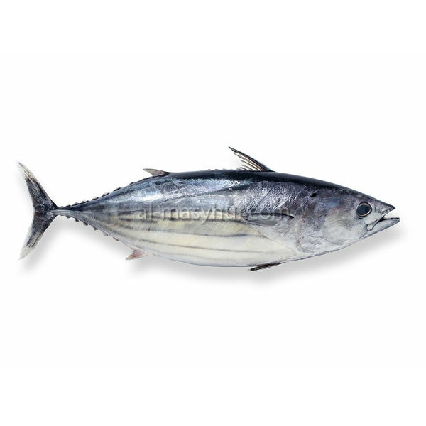 F10- Skipjack Tuna 1.5kg* (Ikan Tongkol)