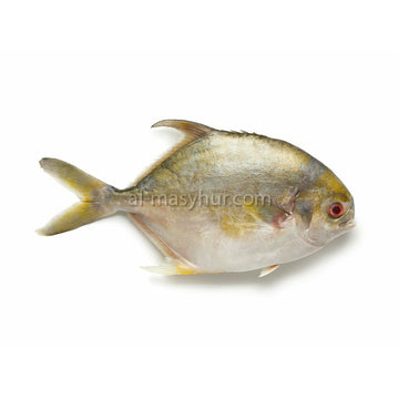 F12 - Golden Pomfret 1kg* (Bawal Emas) (2-3 fish/kg*)