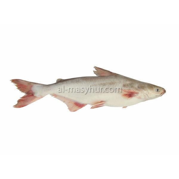 F05 - Marine Catfish 1.5kg* (Ikan Duri)