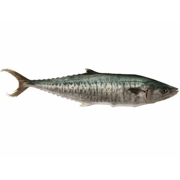 F06 - King Fish 2kg* (Tenggiri Batang)
