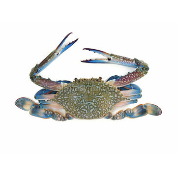 G11 - Flower Crab 1kg (Ketam Bunga) (Half Cut)