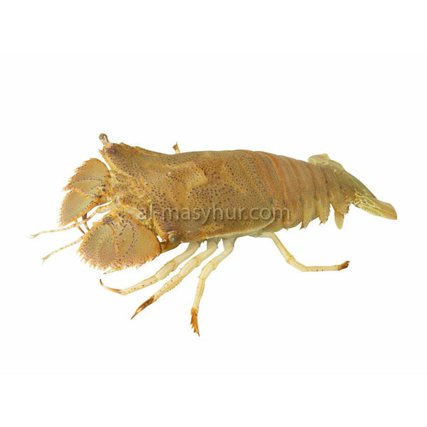 G12 - Crayfish 1kg (Udang Ketak) (Half Cut)