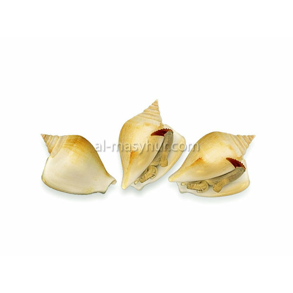G15 - Pearl Conch 1kg (Gong Gong)